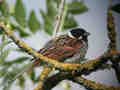 Bruant des roseaux Emberiza schoeniclus