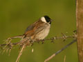 Bruant des roseaux Emberiza schoeniclus