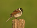 Bruant des roseaux Emberiza schoeniclus