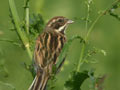 Bruant des roseaux Emberiza schoeniclus