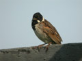 Bruant des roseaux Emberiza schoeniclus