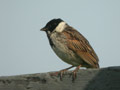 Bruant des roseaux Emberiza schoeniclus