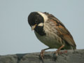 Bruant des roseaux Emberiza schoeniclus