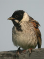 Bruant des roseaux Emberiza schoeniclus