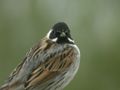 Bruant des roseaux Emberiza schoeniclus