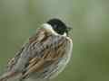 Bruant des roseaux Emberiza schoeniclus