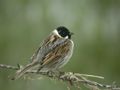 Bruant des roseaux Emberiza schoeniclus