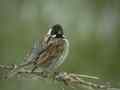 Bruant des roseaux Emberiza schoeniclus