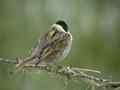 Bruant des roseaux Emberiza schoeniclus