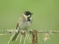 Bruant des roseaux Emberiza schoeniclus