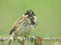 Bruant des roseaux Emberiza schoeniclus