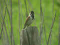 Bruant des roseaux Emberiza schoeniclus