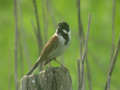 Bruant des roseaux Emberiza schoeniclus