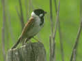 Bruant des roseaux Emberiza schoeniclus