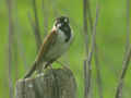 Bruant des roseaux Emberiza schoeniclus