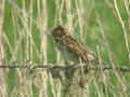 Bruant des roseaux Emberiza schoeniclus