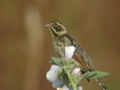 Bruant des roseaux Emberiza schoeniclus