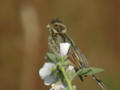 Bruant des roseaux Emberiza schoeniclus