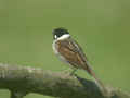 Bruant des roseaux Emberiza schoeniclus