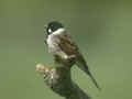 Bruant des roseaux Emberiza schoeniclus