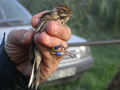 Bruant des roseaux Emberiza schoeniclus