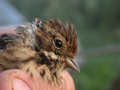 Bruant des roseaux Emberiza schoeniclus