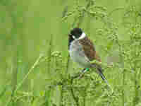 Bruant des roseaux Emberiza schoeniclus