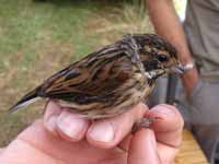 Bruant des roseaux Emberiza schoeniclus