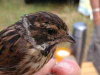 Bruant des roseaux Emberiza schoeniclus