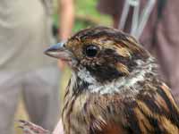 Bruant des roseaux Emberiza schoeniclus