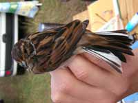 Bruant des roseaux Emberiza schoeniclus