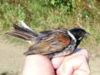 Bruant des roseaux Emberiza schoeniclus