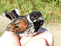 Bruant des roseaux Emberiza schoeniclus