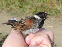 Bruant des roseaux Emberiza schoeniclus