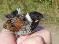 Bruant des roseaux Emberiza schoeniclus