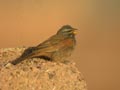 Bruant du Sahara Emberiza sahari