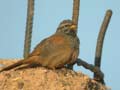 Bruant du Sahara Emberiza sahari