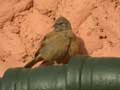 Bruant du Sahara Emberiza sahari