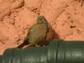 Bruant du Sahara Emberiza sahari