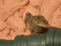 Bruant du Sahara Emberiza sahari