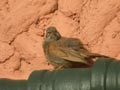 Bruant du Sahara Emberiza sahari