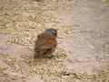 Bruant du Sahara Emberiza sahari