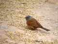 Bruant du Sahara Emberiza sahari