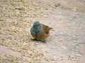 Bruant du Sahara Emberiza sahari