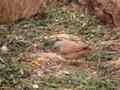 Bruant striolé Emberiza striolata sahari