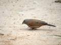 Bruant du Sahara Emberiza sahari