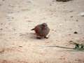 Bruant striolé Emberiza striolata sahari