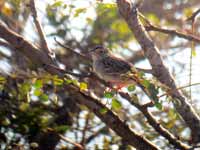 Bruant des savanes Ammodramus humeralis