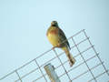 Bruant zizi Emberiza cirlus