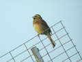 Bruant zizi Emberiza cirlus